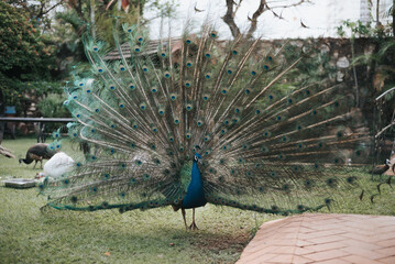 Obraz premium peacock with feathers 