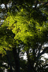 秋空と紅葉