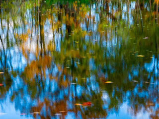 Water Reflection of Foliage