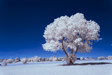 infrared photography - ir photo of landscape under sky with clouds - the art of our world in the...