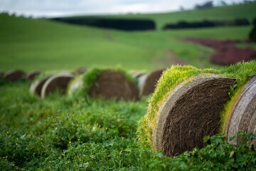hay and silage in a stack yard. bales of hay with grass sprouting in top. old  bales rotting on a...