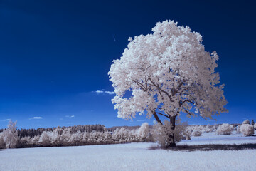 infrared photography - ir photo of landscape under sky with clouds - the art of our world in the...