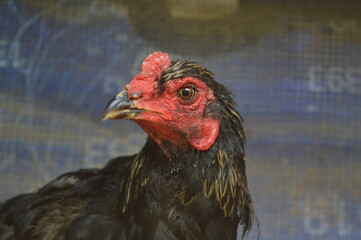 a free-range chicken raised in a chicken coop with black feathers with a little red color along the neck