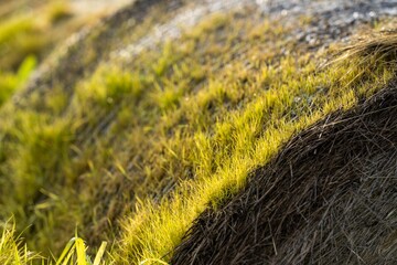bales of hay. bales of silage. haystack on a ranch in spring