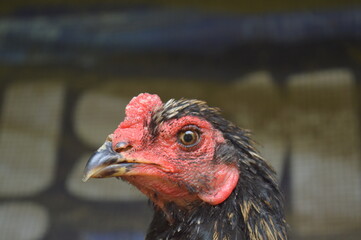 a free-range chicken raised in a chicken coop with black feathers with a little red color along the neck