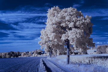 infrared photography - ir photo of landscape under sky with clouds - the art of our world in the infrared spectrum