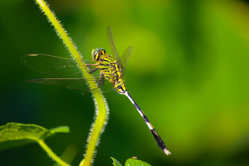 dragonfly on a leaf