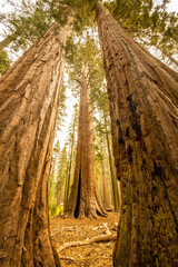 Sequoia Trees Grouped Together to Reach for The Sky