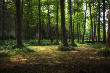 The sun shines into the beautiful forest with many trees