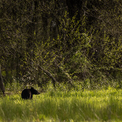 Small Black Bear Looks Across Grassy Field