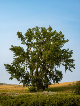 Single Tree Stands On Grassy Hillside