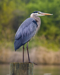 great blue heron