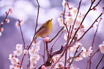 白い梅の枝の上で見上げているメジロ