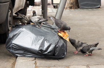 Pigeons feed on the garbage on the streets of Paris © milkovasa
