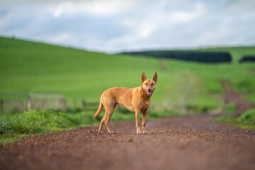 tan dog on a farm. working kelpie on a ranch