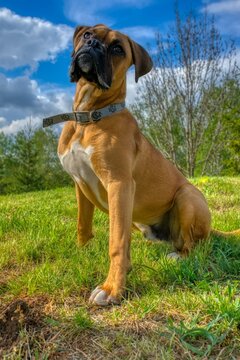 bocer