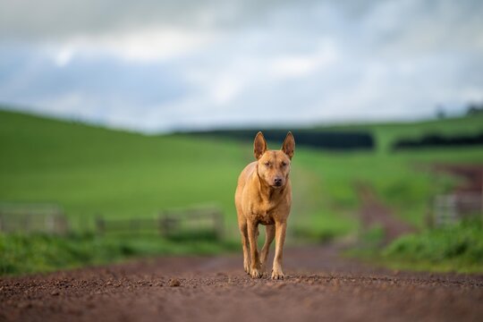 beautiful resuce dog living its best life