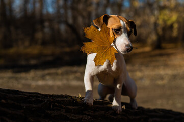 Jack russell terrier dog walks in the evening in the autumn forest in the evening.
