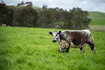 beef steaks and beef production on a farm.  cows on a ranch