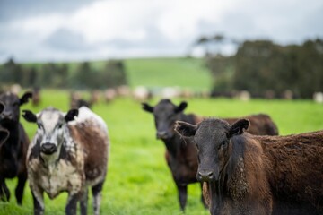 meat production on a organic ranch and cows eating grass