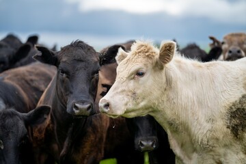 Close up of  dairy cows in the field, Angus and Murray Grey beef Cattle eating long pasture in spring and summer.