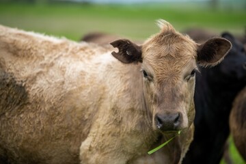agriculture technology sustainable organic food production on a cattle beef farm in america