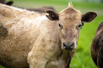 Herefords and Angus cattle grazing on pasture. Cows in a field on top of a hill eating grass, farmed organic and regenerative produced
