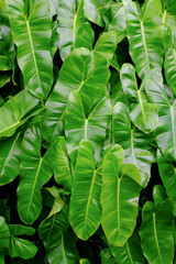 green leaves background