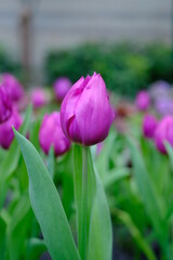 pink tulips in the garden