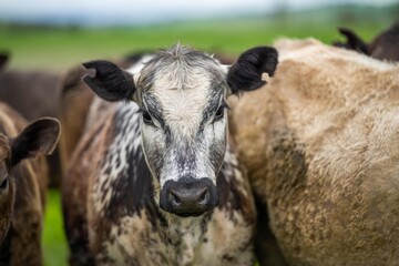 regenerative agriculture on a farm in australia, growing soil microbes