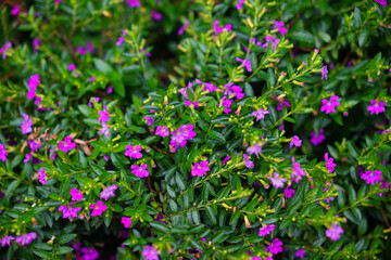Background of purple ornamental Mexican Heather shrub