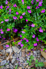 Background of Elfin Heather flower shrub on pebble floor