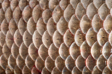 texture of fish scales background © zhikun sun