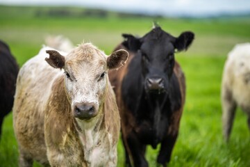 Herefords and Angus cattle grazing on pasture. Cows in a field on top of a hill eating grass, farmed organic and regenerative produced