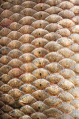 texture of fish scales background © zhikun sun