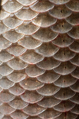texture of fish scales background © zhikun sun