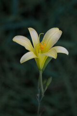 yellow lily