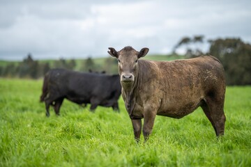 regenerative agriculture on a farm in australia, growing soil microbes