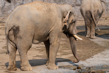 Fototapeta premium Two large African Elephants (Loxodonta africana) walking on the rocky ground