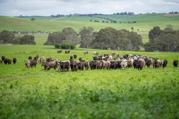 regenerative agriculture on a farm in australia, growing soil microbes