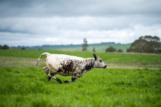 Organic Livestock With Zero Carbon Emissions On A Farm