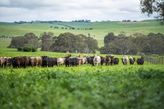 Agriculture Technology Sustainable Organic Food Production On A Cattle Beef Farm In America