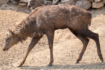 Roe deer, capreolus capreolus, buck running fast across green field in light summer rain with water drops falling around. Wild deer sprinting in nature. Dynamic wildlife scenery.