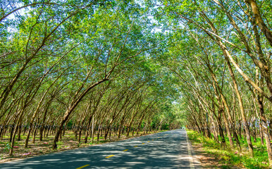 Naklejka premium The asphalt road through the rubber plantation in the suburbs of Tay Ninh, Vietnam