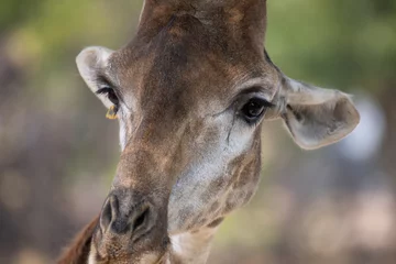 Foto op Aluminium Rothschild giraffe, Giraffa camelopardalis rothschildi, against green leaves background. This subspecies of Northern giraffe is endangered in the wild. © Tatiana Kashko