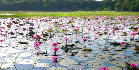 Fields water lilies bloom season in a large flooded lagoon in Tay Ninh, Vietnam. Flowers grow naturally when the flood water is high, represent the purity, simplicity