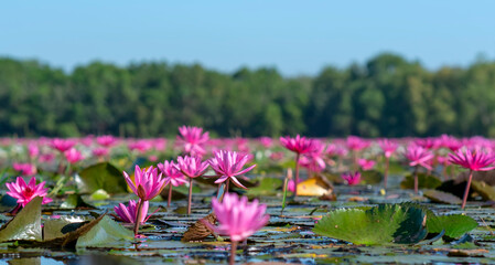 Water lilies bloom season in a large flooded lagoon in Tay Ninh, Vietnam. Flowers grow naturally...