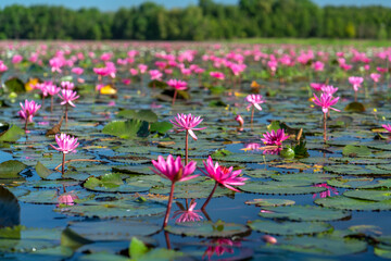 Water lilies bloom season in a large flooded lagoon in Tay Ninh, Vietnam. Flowers grow naturally when the flood water is high, represent the purity, simplicity