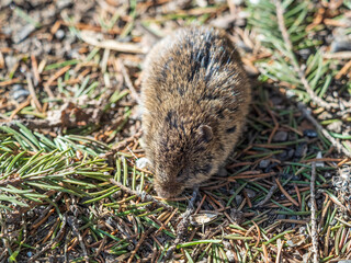 A closeup of a Common vole, Microtus arvalis, on the ground with a blurry background