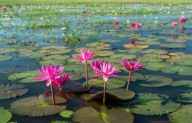 Water lilies bloom season in a large flooded lagoon in Tay Ninh, Vietnam. Flowers grow naturally when the flood water is high, represent the purity, simplicity